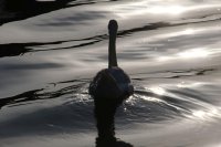 Schwan